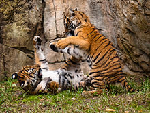 220px-Malayan_Tiger_Cubs